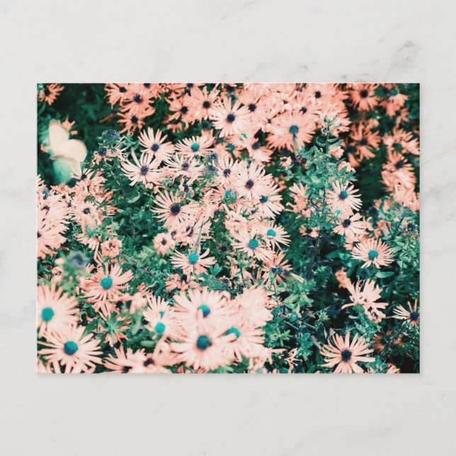 Cartão Postal Cores Únicas de Flores Selvagens (Frente)