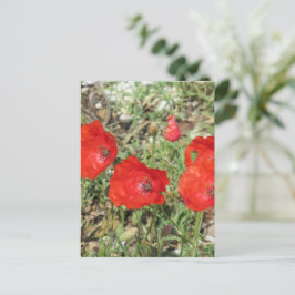 Cartão Postal Corfu Red Poppies