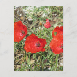 Cartão Postal Corfu Red Poppies