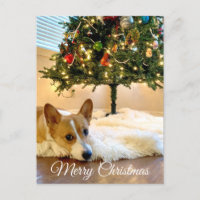 Corgi Bonito Sob Fotografia Da Árvore De Natal