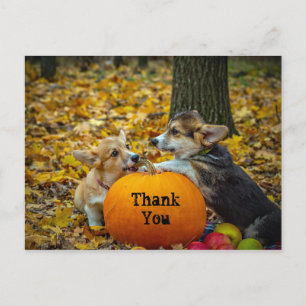 Cartão Postal Corgi Cachorro Abóbora Outono Foto Obrigado