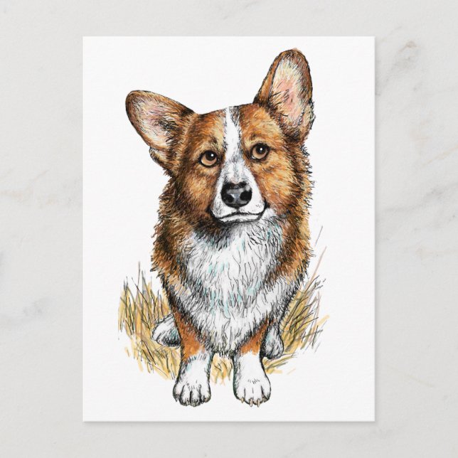 Cartão Postal Corgi e Vacas (Frente)
