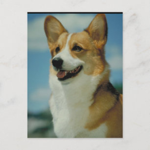 Cartão Postal Corgi Galês