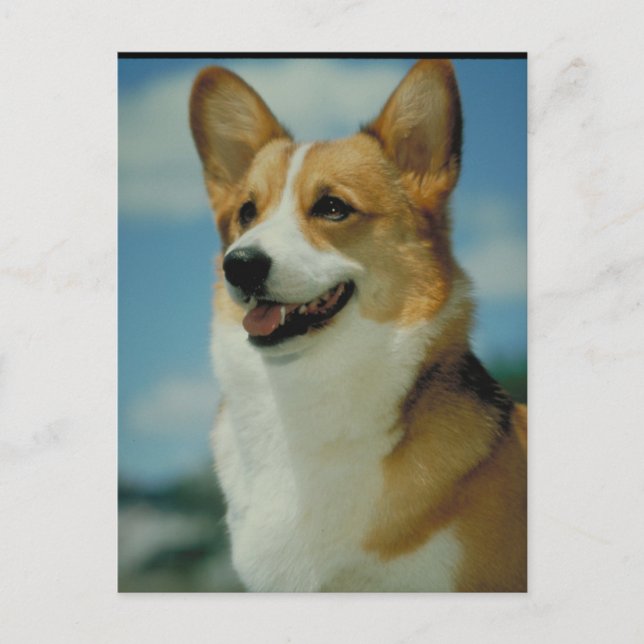 Cartão Postal Corgi Galês (Frente)