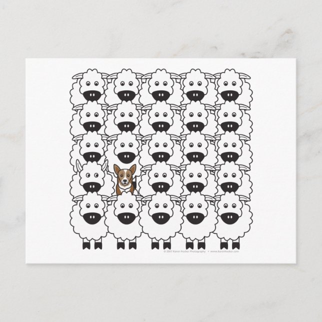 Cartão Postal Corgi na Ovelha (Frente)