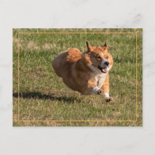 Cartão Postal Corgi Voador
