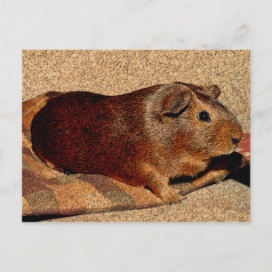 Cartão Postal Corkboard Look Guiné Pig