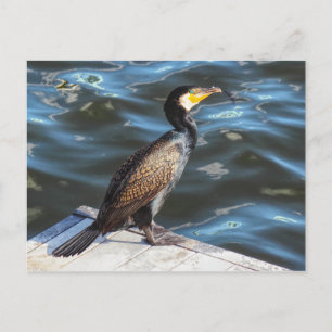 Cartão Postal Cormorante na Baía de Cardiff, Cardiff, País de 