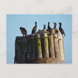 Cartão Postal Cormorão-de-brandt