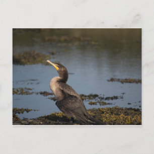 Cartão Postal Cormorão de peito duplo