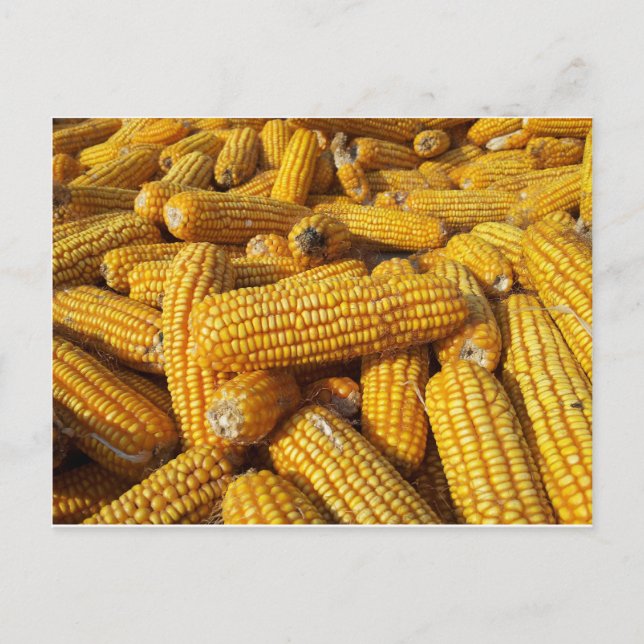 Cartão Postal Corn Harvest (Frente)