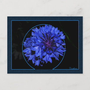 Cartão Postal Cornflower