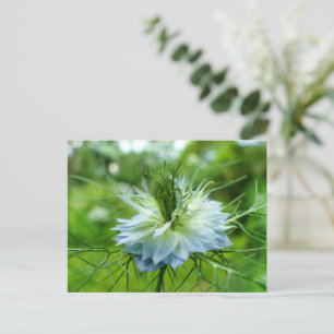 Cartão Postal Cornflower