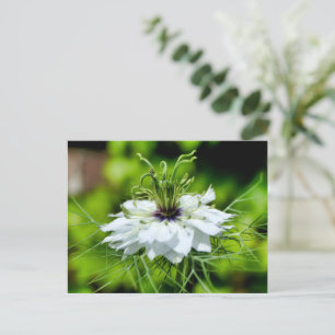 Cartão Postal Cornflower