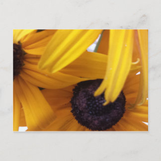 Cartão Postal Cornflower 1