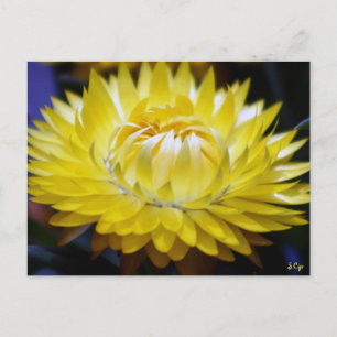 Cartão Postal Cornflower amarelo