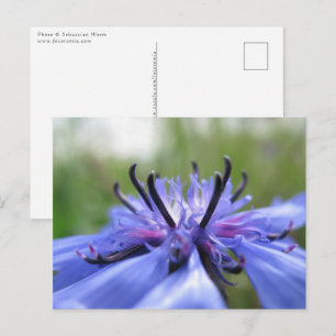 Cartão Postal Cornflower Blossom