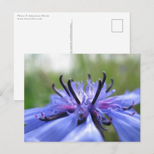 Cartão Postal Cornflower Nature Photo (Frente/Verso)