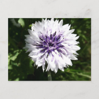 Cartão Postal córnfo