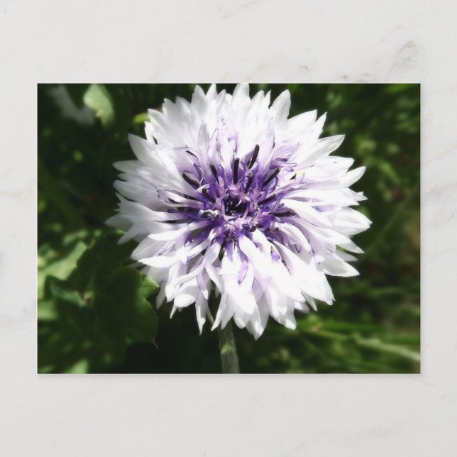 Cartão Postal córnfo (Frente)