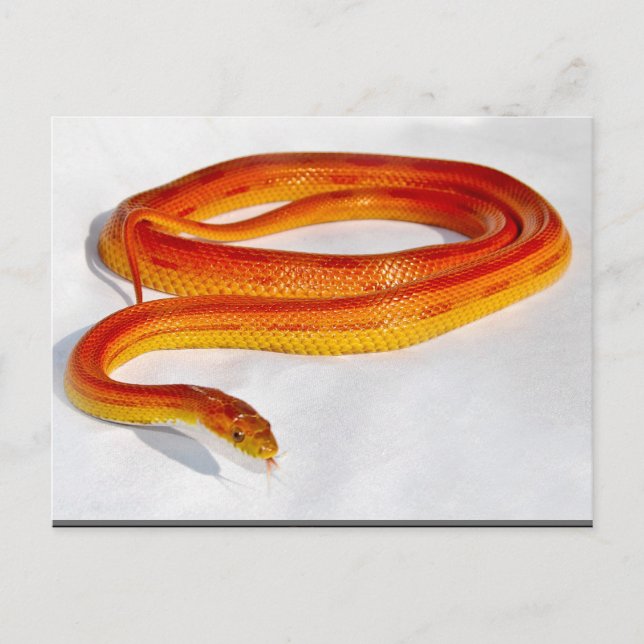 Cartão Postal CornSnakeCorner Striped Cornsnake ... - Personaliz (Frente)