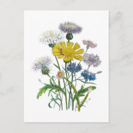 Cartão Postal Cornuflores