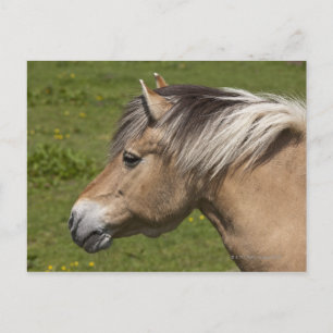 Cartão Postal Coro de fiorde norueguês