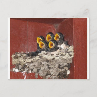 Cartão Postal Coro de pássaros