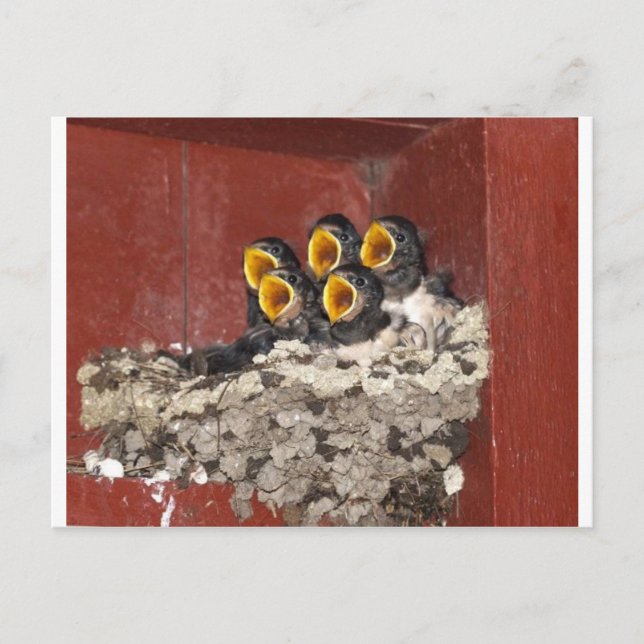 Cartão Postal Coro de pássaros (Frente)