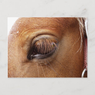 Cartão Postal Coro / Pony Fecho De Olhos - Fotografia De Cavalo