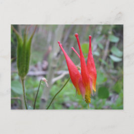 Cartão Postal Coroa