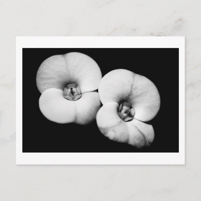 Cartão Postal coroa de espinhos (Frente)