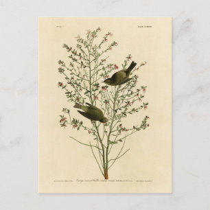 Cartão Postal Coroa-laranja Warbler, Pássaros da América de Audu