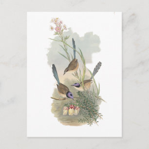 Cartão Postal Coroa-púrpura