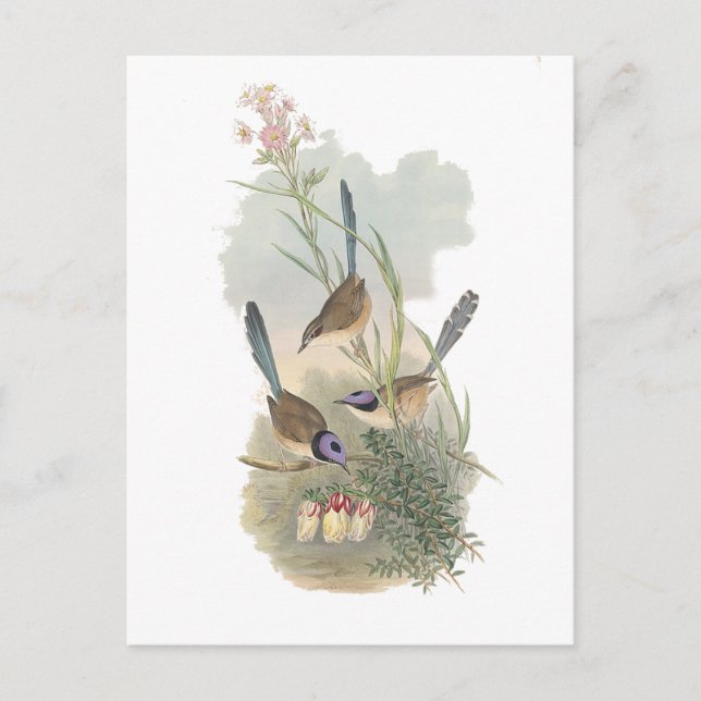 Cartão Postal Coroa-púrpura (Frente)