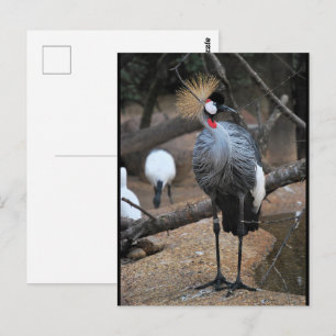 Cartão Postal Coroado em Ouro