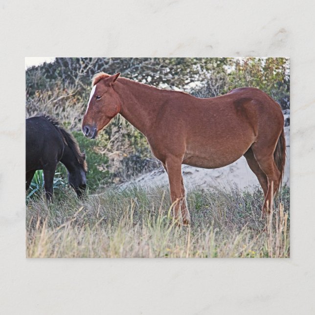 Cartão Postal Corolla Wild Horses (Frente)