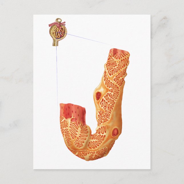 Cartão Postal Corpúsculo Renal E Membrana De Filtração (Frente)