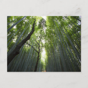 Cartão Postal Corredor de bambu