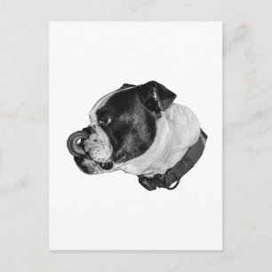 Cartão Postal Correio Calmo Bulldog