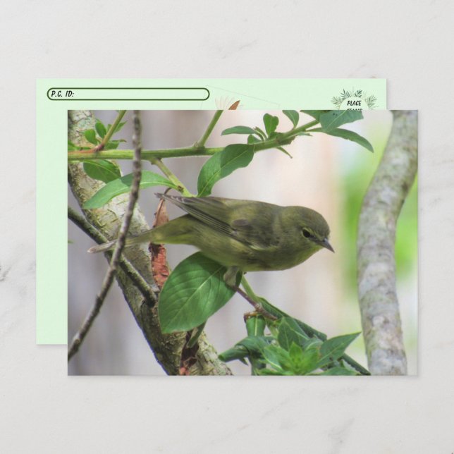 Cartão Postal Correio de Laranja-Coroa-Laranja (Frente/Verso)