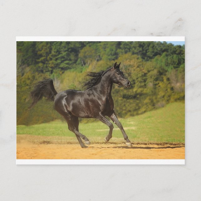 Cartão Postal Correndo Livre (Frente)