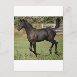 Cartão Postal Corrente-Cavalo-2