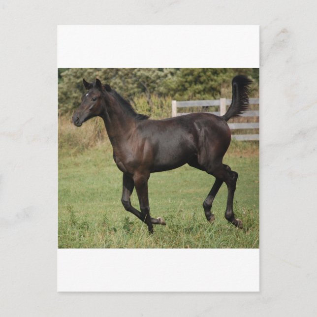 Cartão Postal Corrente-Cavalo-2 (Frente)