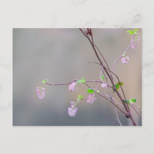 Cartão Postal Corrente de Flor Rosa (Frente)