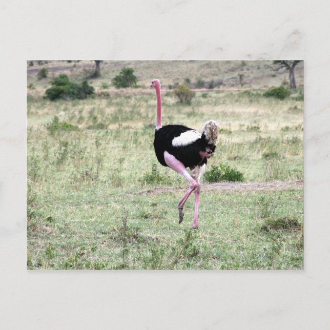 Cartão Postal corrida de avestruz (Frente)