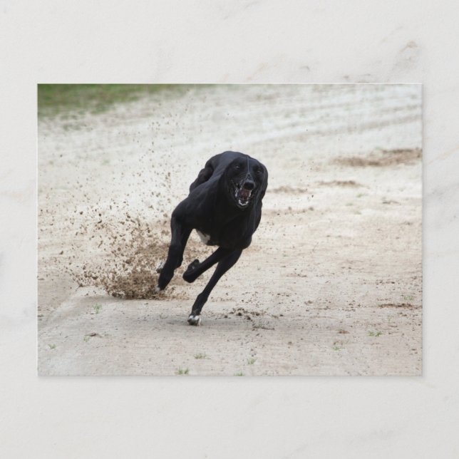 Cartão Postal corrida de galgos (Frente)