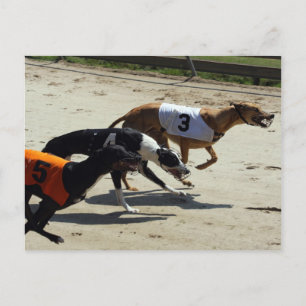Cartão Postal corrida de galgos