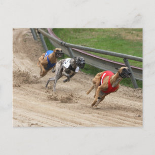 Cartão Postal corrida de galgos