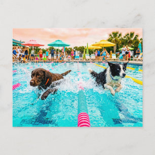 Cartão Postal Corrida de natação de cães